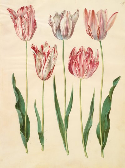 Tulipa gesneriana von Johannes Simon Holtzbecher